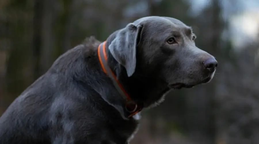 Labrador Retriever plateado adulto