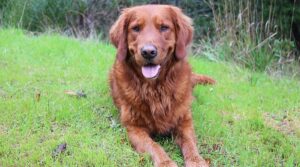 Controversia Sobre El Color, Costo Del Cachorro Y Más