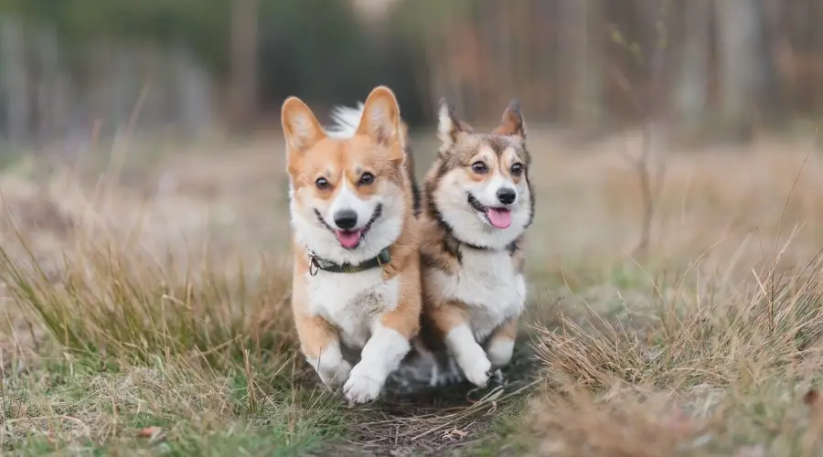 Corgi Vs. Dachshund: Diferencias Y Similitudes De Raza