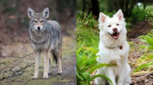 Coyote vs Perro: Similitudes Y Diferencias