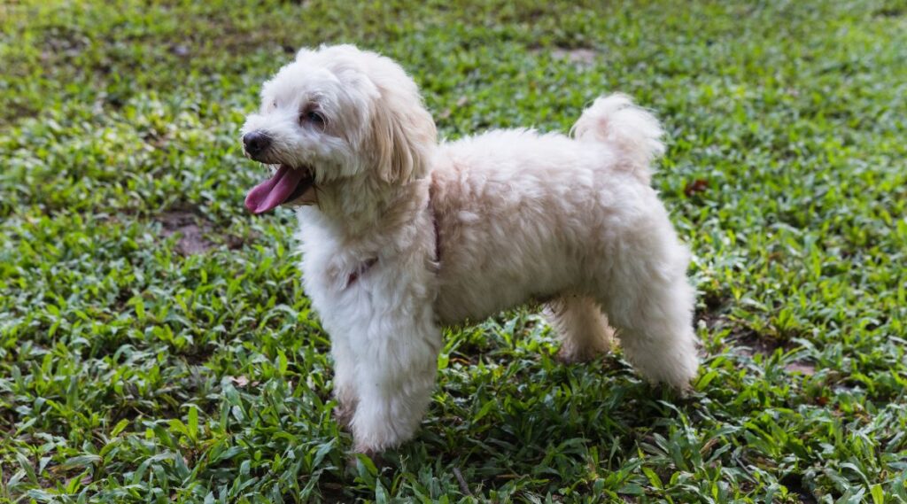 Perro blanco mezcla de mierda maltés en el parque