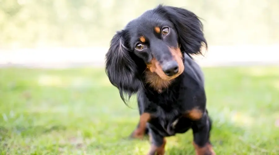 Dachshund inclinando la cabeza con curiosidad