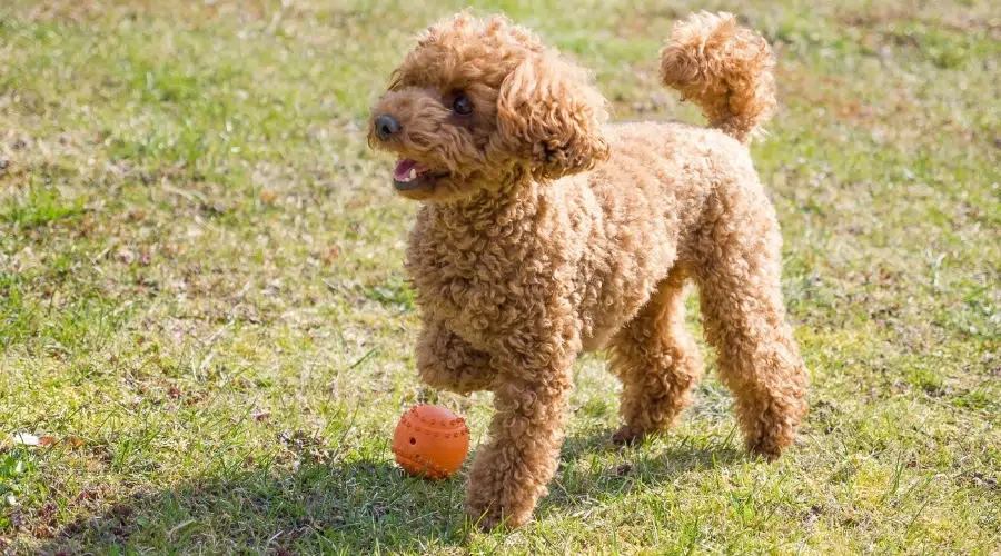 Caniche jugando con un juguete en la hierba