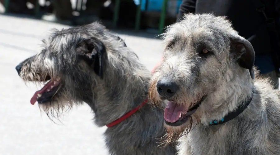 Dos perros nervudos de color gris claro afuera bajo el sol