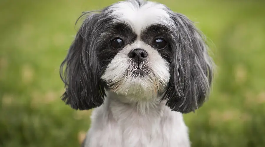 Shih Tzu sentado en la hierba