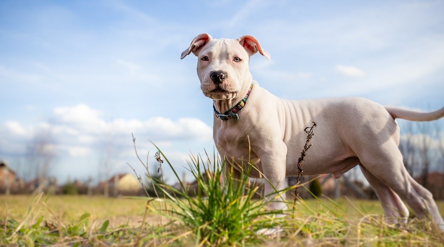 Staffordshire Terrier americano blanco jugando