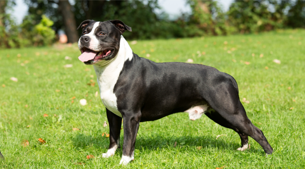 Descripción General, Datos Y Cuidados De La Raza American Staffordshire