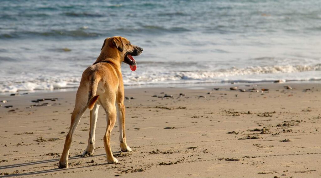 Un lindo perro Black Mouth Cur parado en la playa de arena junto al hermoso océano en un día soleado