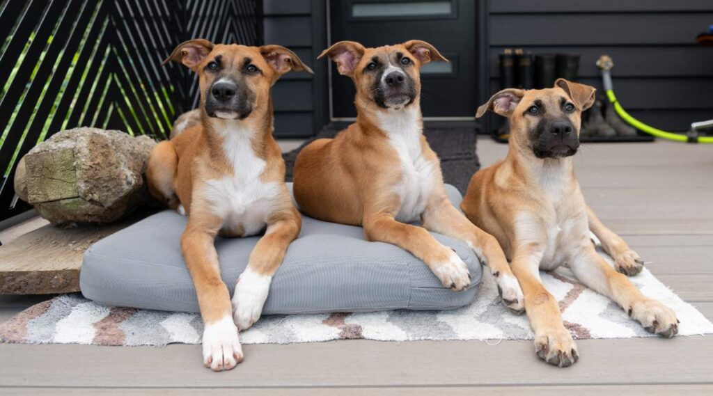 3 cachorros de pelo corto de color blanco y leonado con boca negra relajándose afuera en la cama del perro