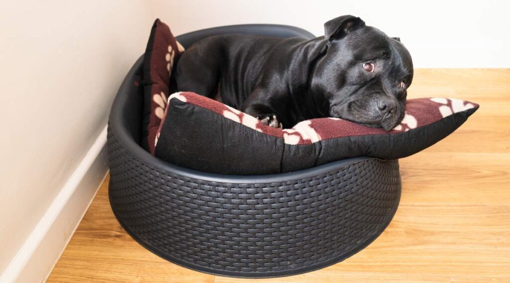 Retrato de un perro staffordshire bull terrier acostado en una cama de plástico para mascotas sobre un cojín con una linda expresión de cejas levantadas