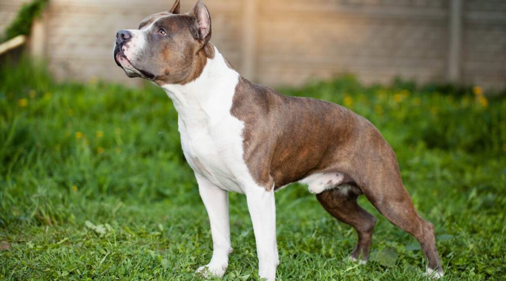 Descripción General, Datos Y Cuidados De La Raza Staffordshire Bull