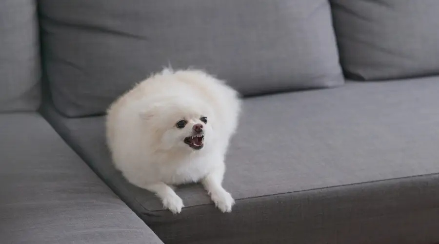 Chihuahua de pelo largo blanco en un sofá gris