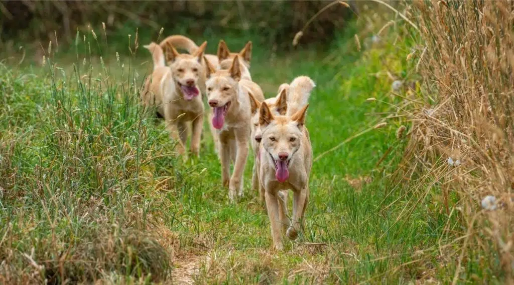 Dingo: Características De La Raza, Rasgos De Personalidad Y Más