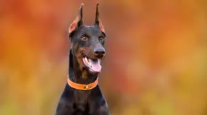 Doberman Pinscher Vs. Pitbull: Diferencias Y Similitudes