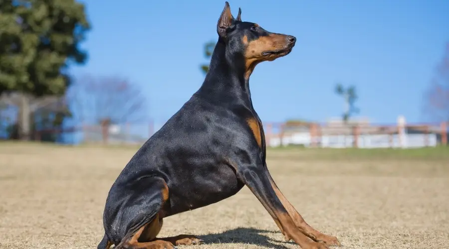 Perro negro sentado atentamente