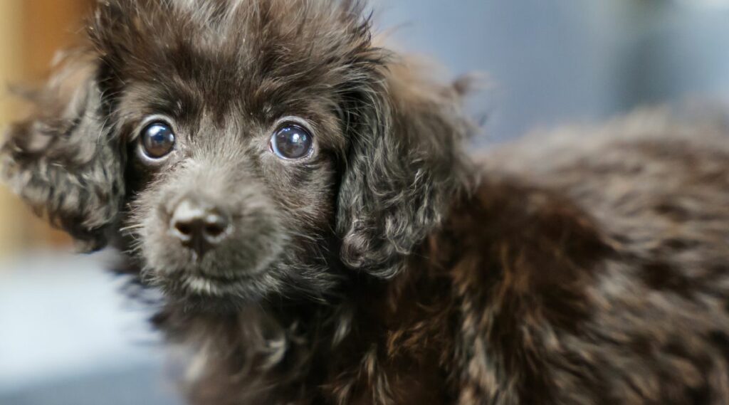 Dachshund Poodle Mix negro de cerca