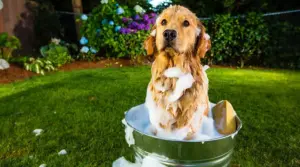 El Mejor Champú Para Perros Golden Retriever: Calificaciones Y Reseñas