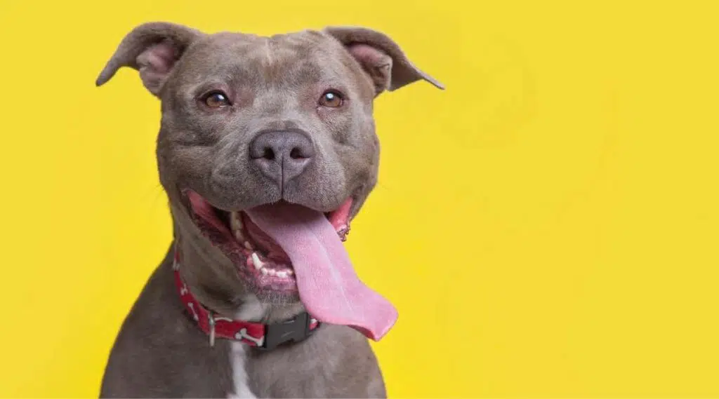 Pitbull gris sobre fondo amarillo