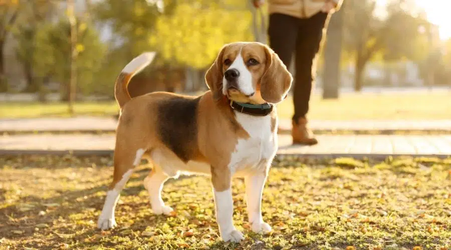 Esperanza De Vida Del Beagle: ¿cuánto Tiempo Viven Los Beagles?