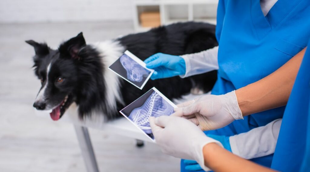 Border Collie en un veterinario con rayos X.