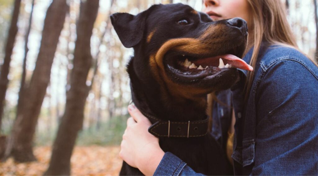 Esperanza De Vida Del Rottweiler: ¿Cuánto Tiempo Viven Los Rottweilers? Esperanza De Vida Del Rottweiler: ¿cuánto Tiempo Viven Los Rottweilers?