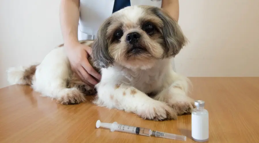 Shih Tzu con diabetes