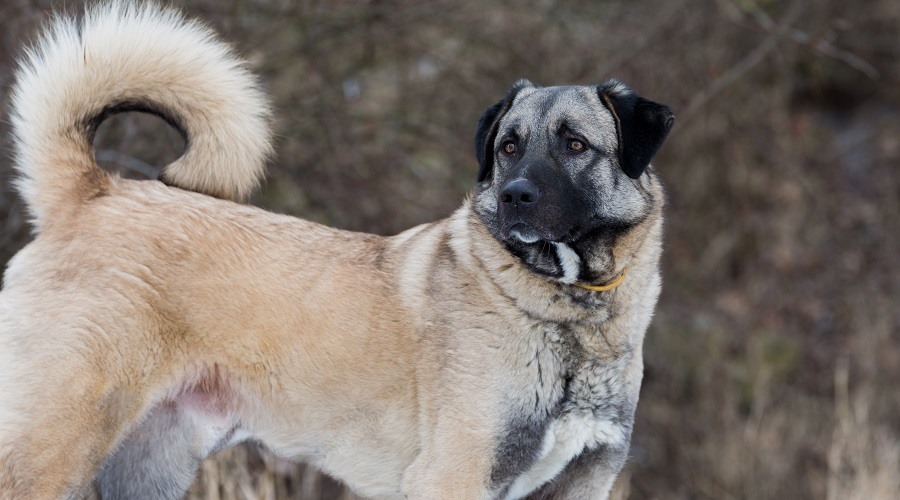 Perro pastor de Anatolia