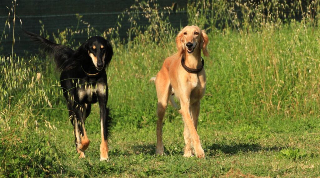 2 perros Saluki caminando en el patio de césped