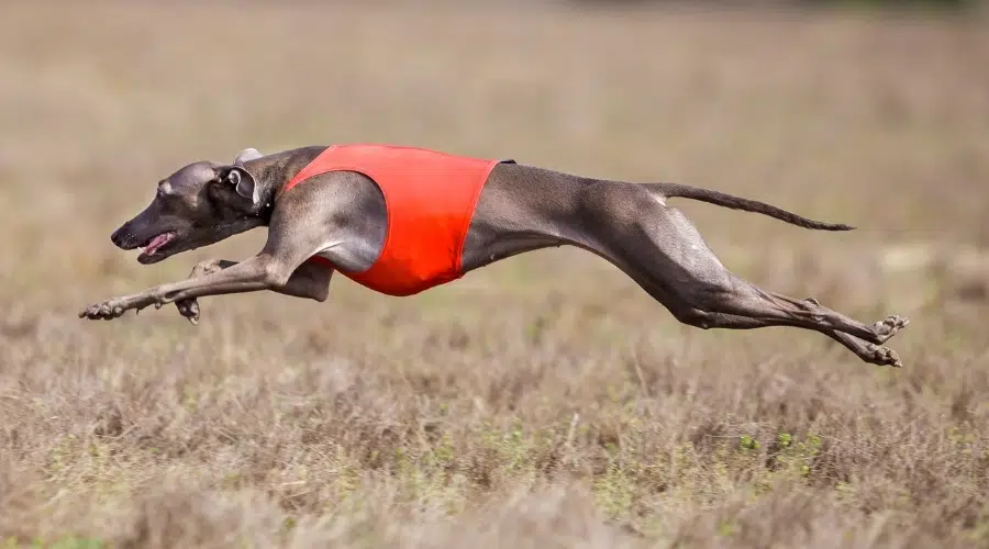 Galgo italiano corriendo en el campo