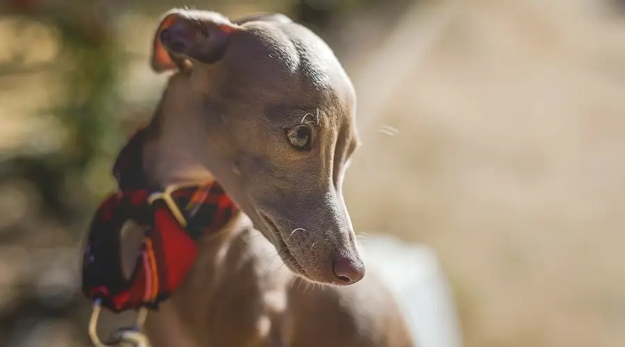 Galgo Italiano Versus Whippet: Diferencias Y Similitudes De Raza