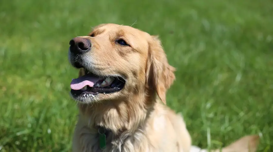 Golden Retriever Vs. Husky Siberiano: Diferencias Y Similitudes