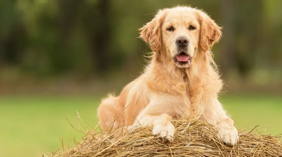 Hermoso perro sentado en un pajar