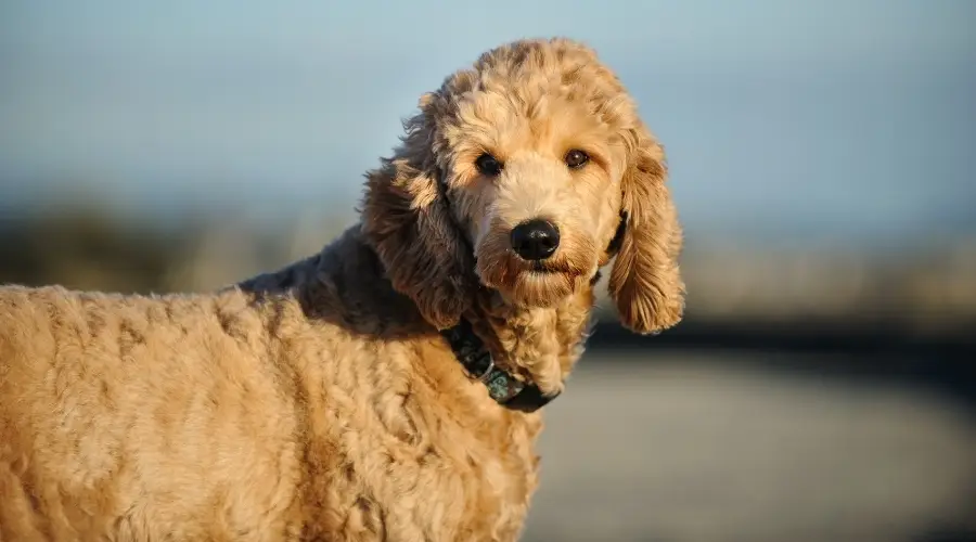 Goldendoodle Vs. Cockapoo: Diferencias Y Similitudes De Raza