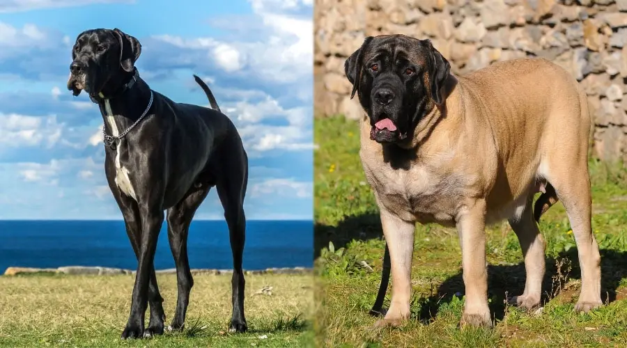 Perros grandes parados afuera