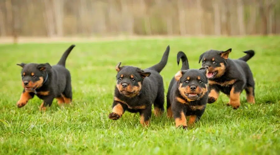 Hitos Del Cachorro Y Qué Esperar