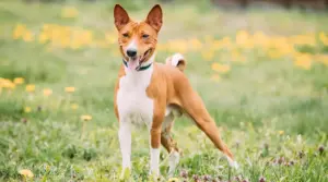 Información Basenji: Datos De La Raza, Rasgos Y Más