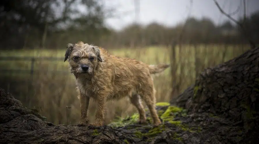 Información De Border Terrier: Datos De La Raza, Rasgos Y