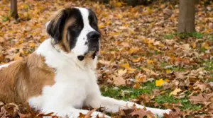 Información De La Raza Saint Berdoodle: Mezcla De Caniche San