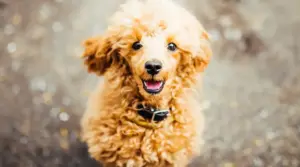 Información De La Raza Shepadoodle: Mezcla De Caniche Pastor Alemán