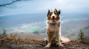 Información E Imágenes Sobre Razas De Perros