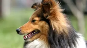 Información, Hechos E Imágenes De La Raza Shetland Sheepdog (sheltie)