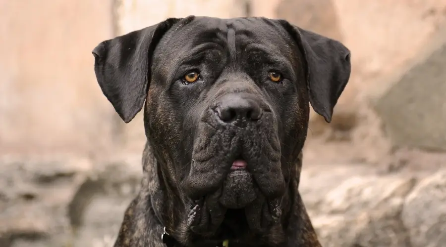 Información, Imágenes Y Más Sobre La Raza Cane Corso Lab