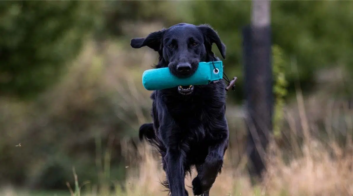 Información Sobre El Perro Perdiguero De Pelo Liso: Datos Sobre