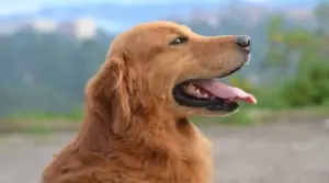 Información Sobre La Mezcla De Golden Retriever Y Pitbull: Hechos,