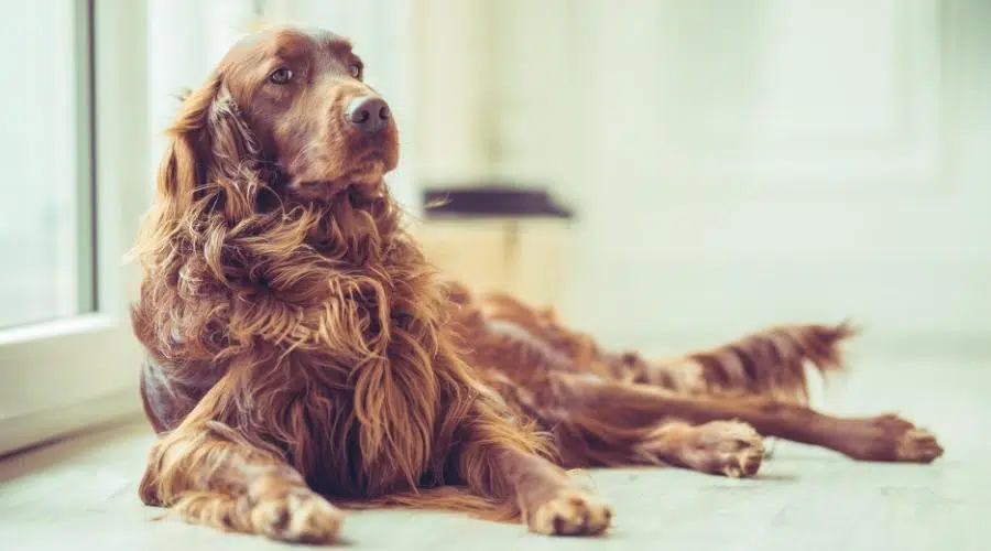 Temperamento de mezcla de Golden Retriever y Setter irlandés