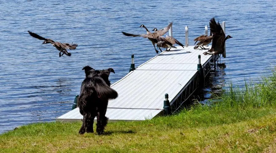 Un golden retriever negro y un perro mestizo de Terranova persiguiendo gansos canadienses desde un muelle. 