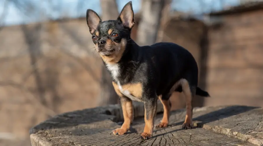 Información Sobre La Mezcla De Rat Terrier Y Chihuahua: Hechos,