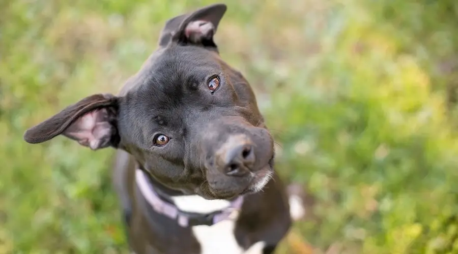 Pitbull negro escuchando sonido