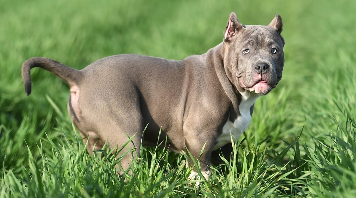 Bully americano en un campo