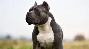 Información Sobre La Raza American Bully: Hechos, Rasgos, Imágenes Y